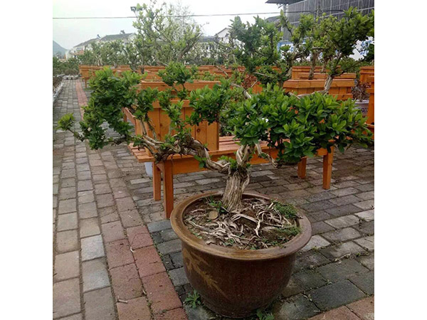 金(jīn)銀花(huā)盆景 (3)