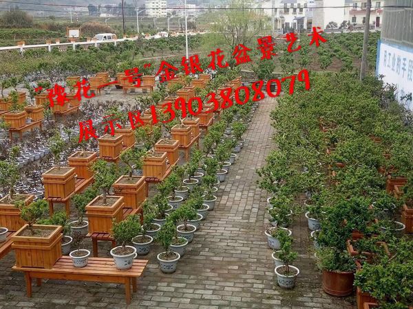金(jīn)銀花(huā)盆景